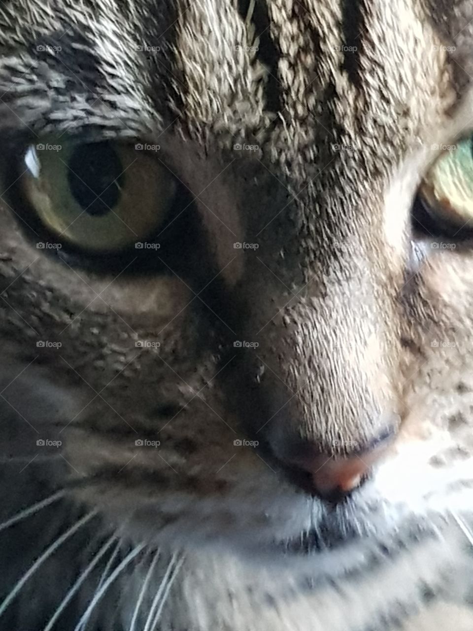 cats nose