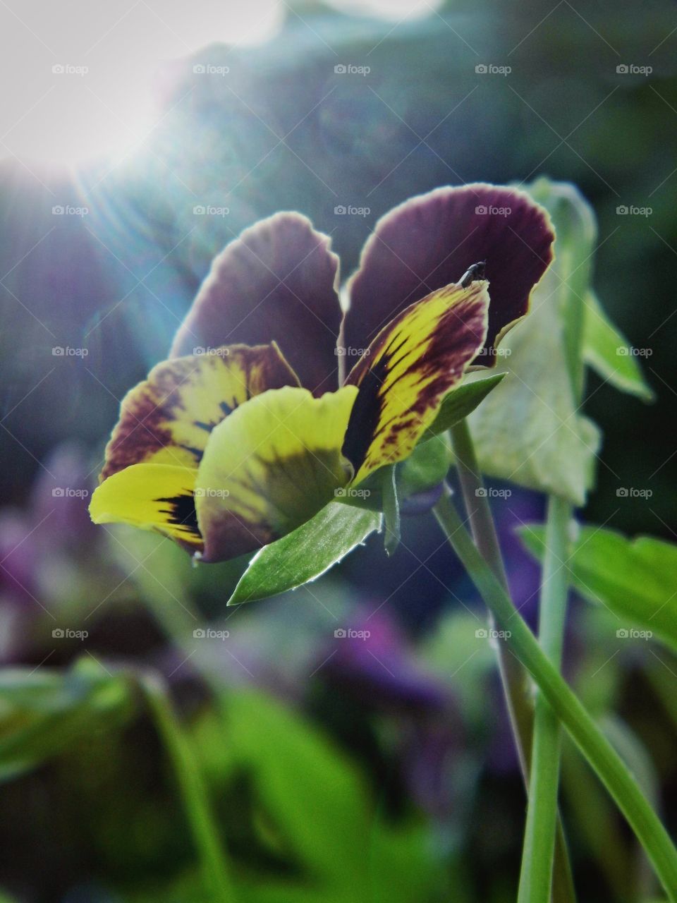 Close-up of a purple flower