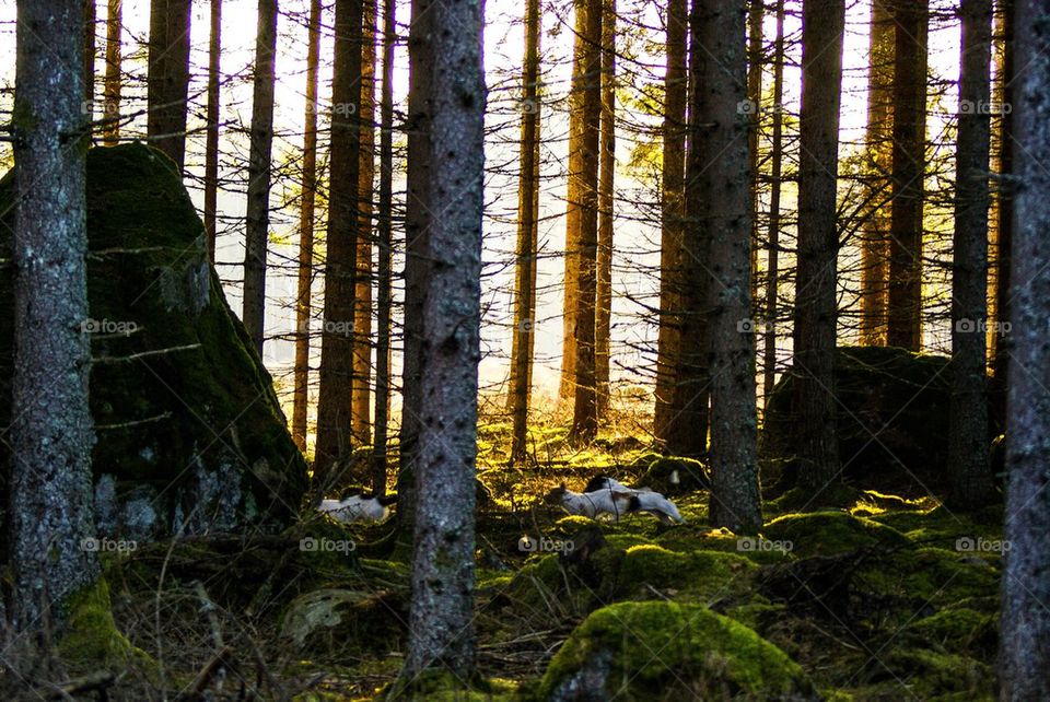 Trees in forest