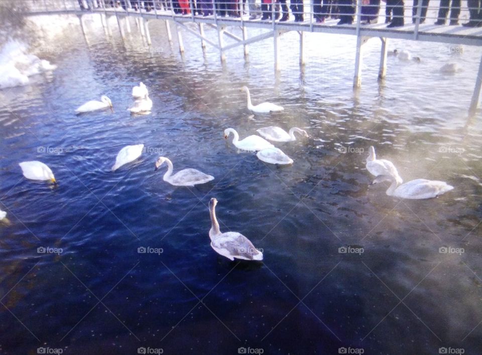 Lake birds swans goose duck 
Озеро птицы лебеди гуси утки