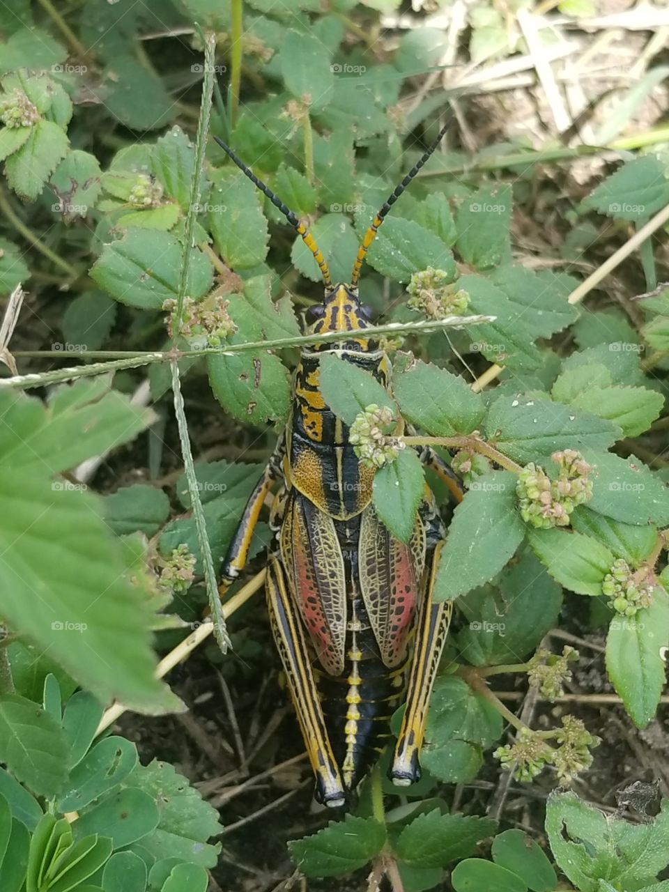 grasshopper
