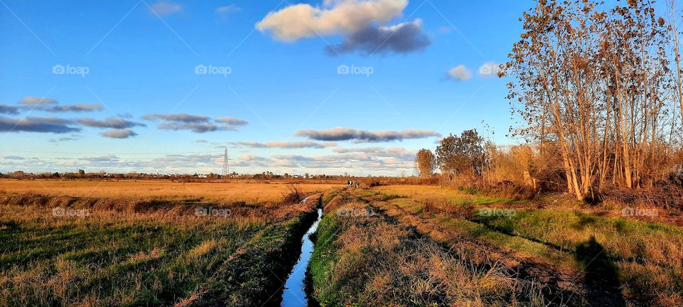 Rice fields in the fall
