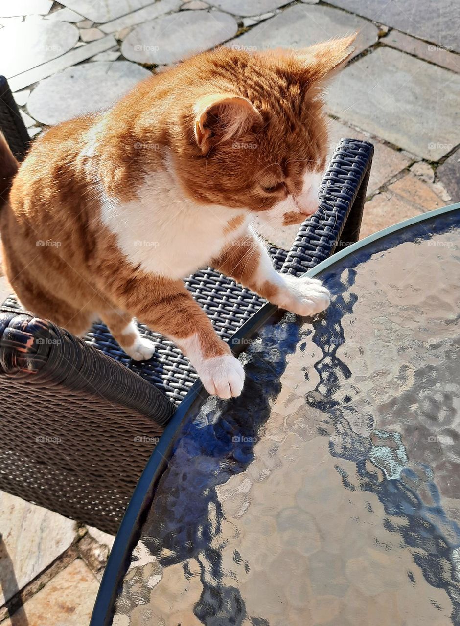 cat climbing from armchair to table