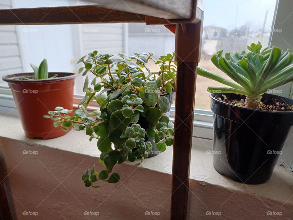 succulent on windowsil