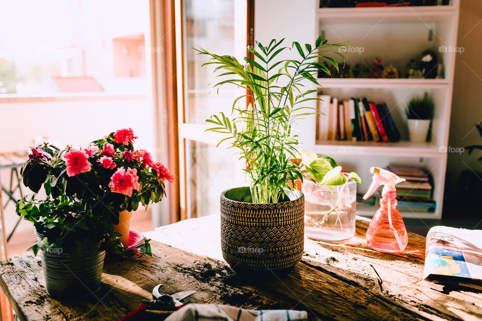 Portrait of a plant