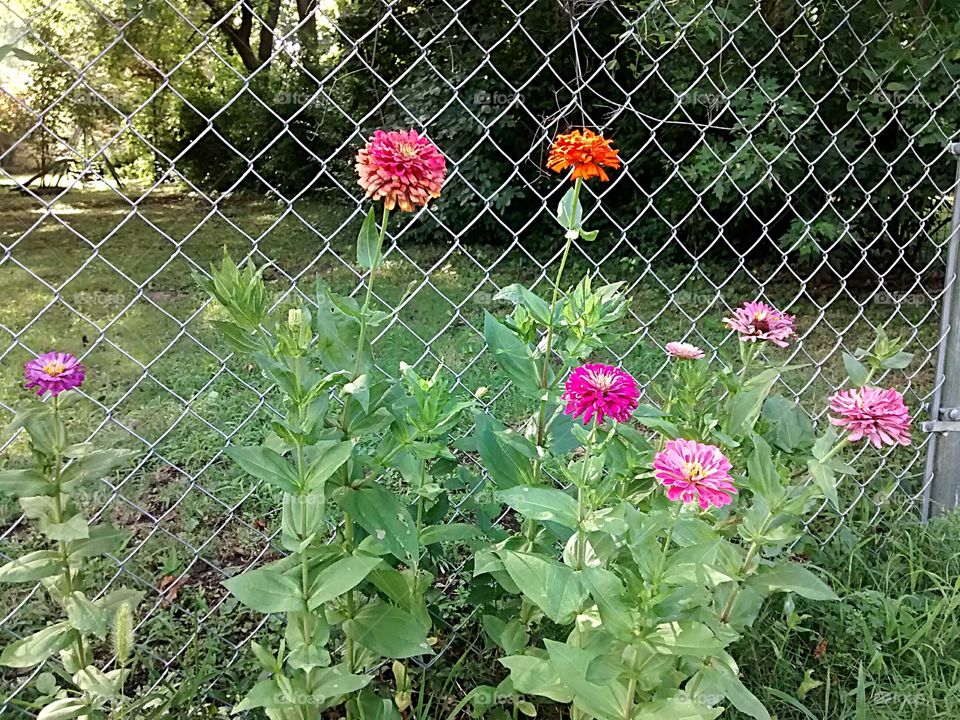 Zinnias