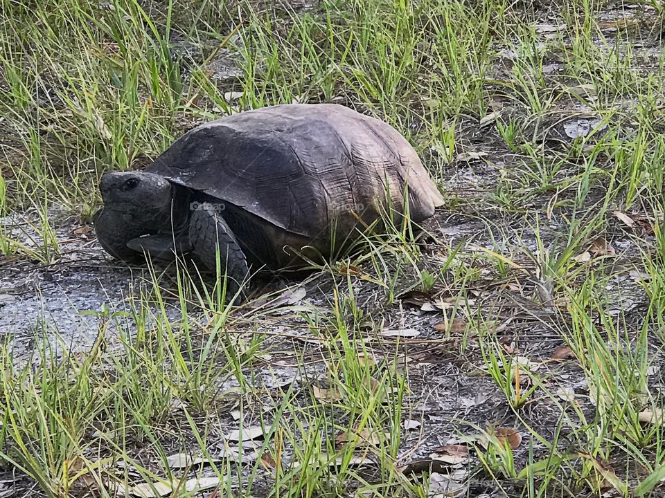 Gopher tortoise on the move.