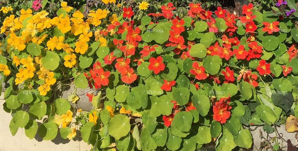 Nasturtium / Capucines