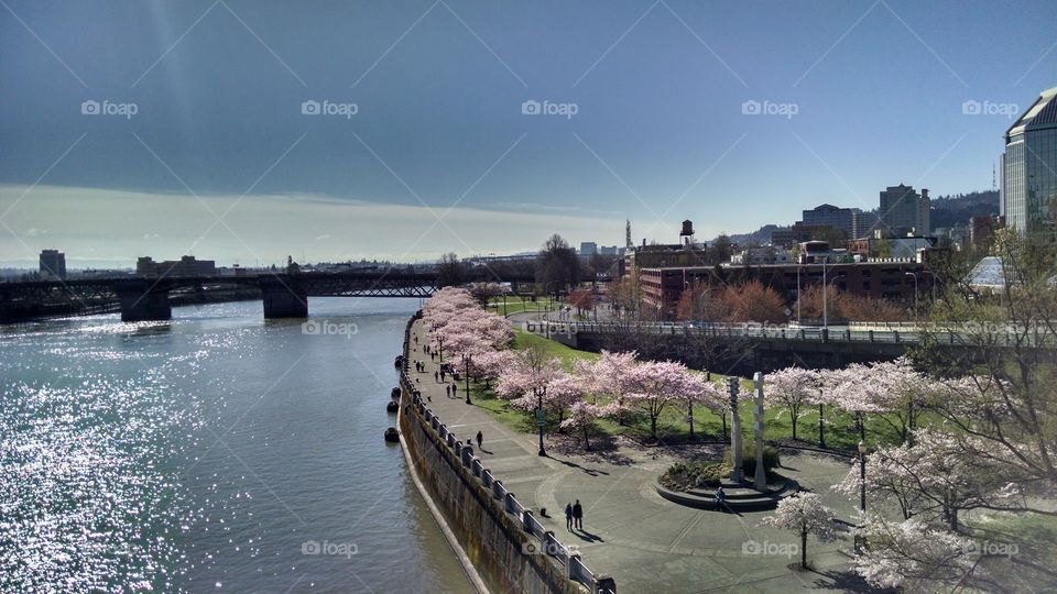 Portland cherry blossoms