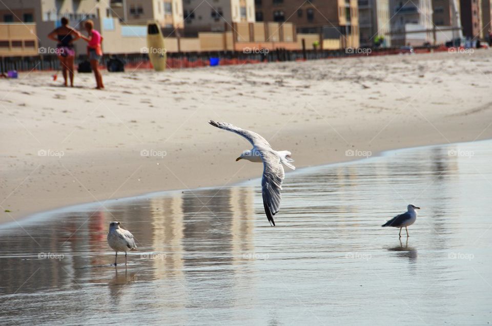Beach and gulls