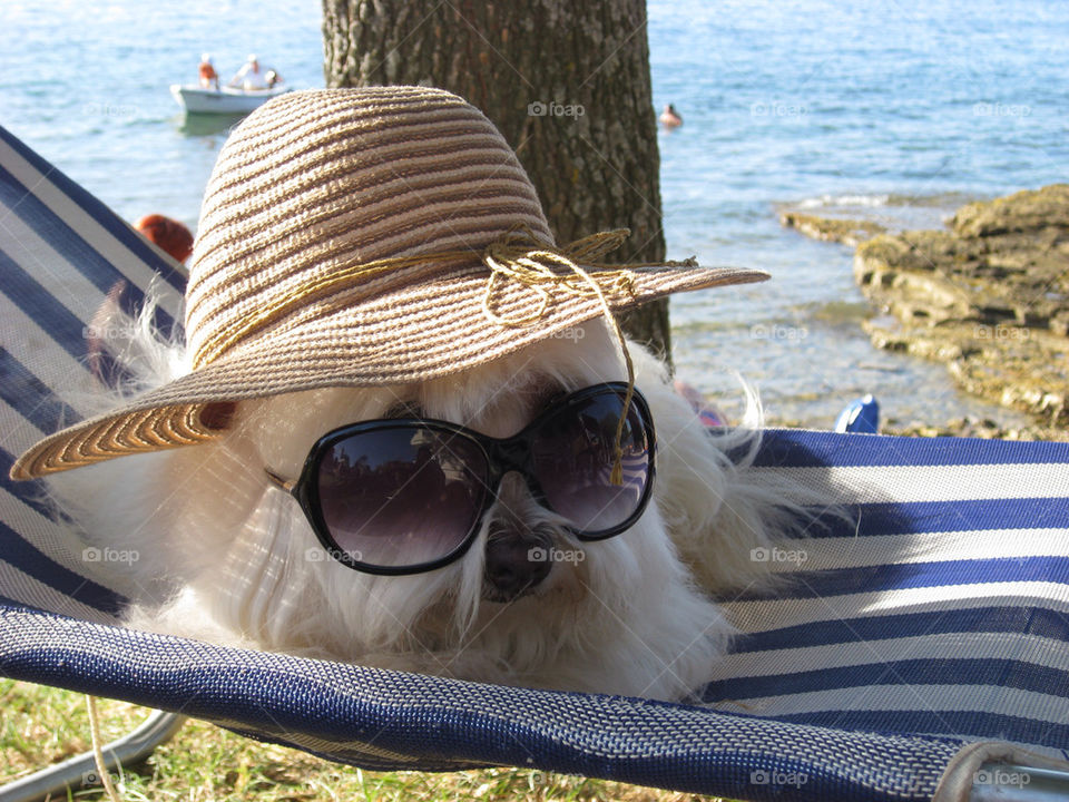 beach white tree sunny by munda.net