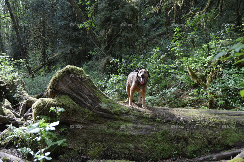 Happy Shepard on a log 