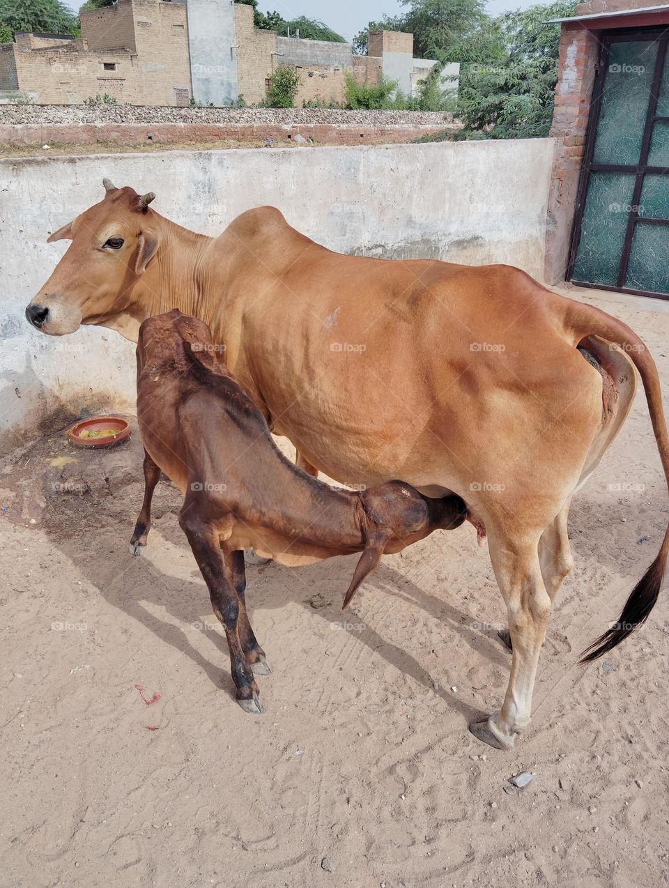 a calf with his mother drinking milk directly small size calf Big size mother pet animal