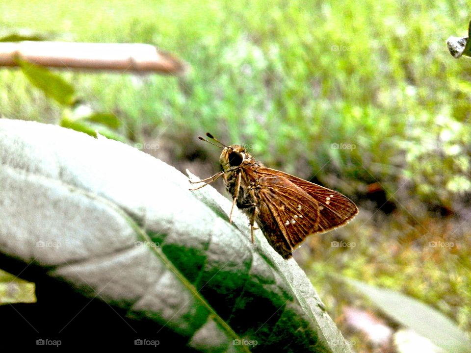 Nature, Insect, Butterfly, Animal, Leaf