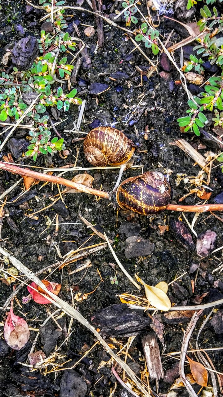 snails, tied together