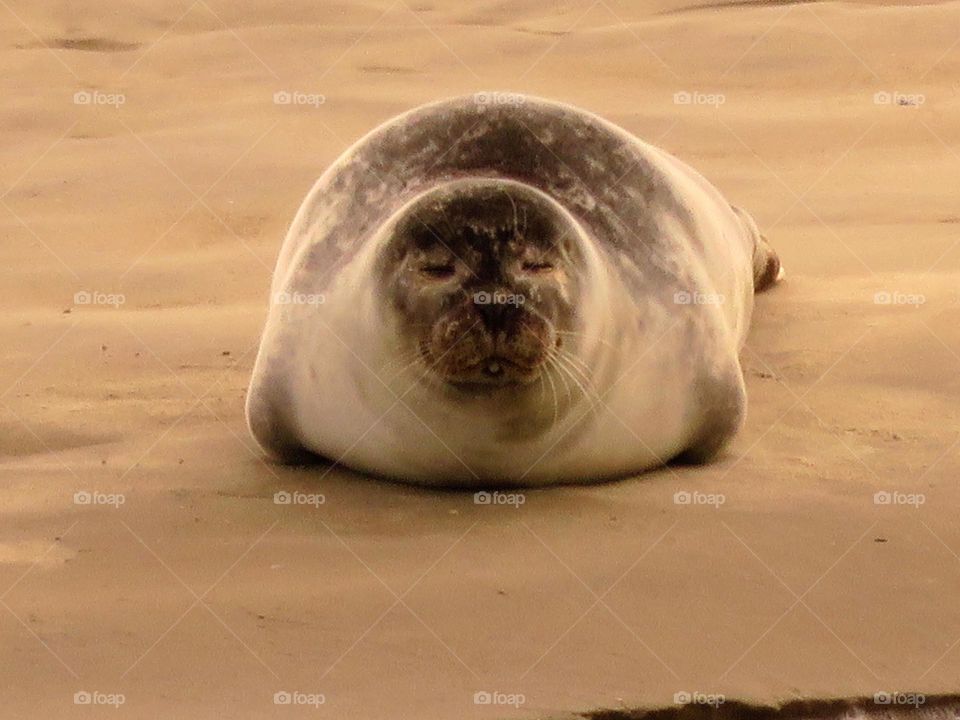 cute seal