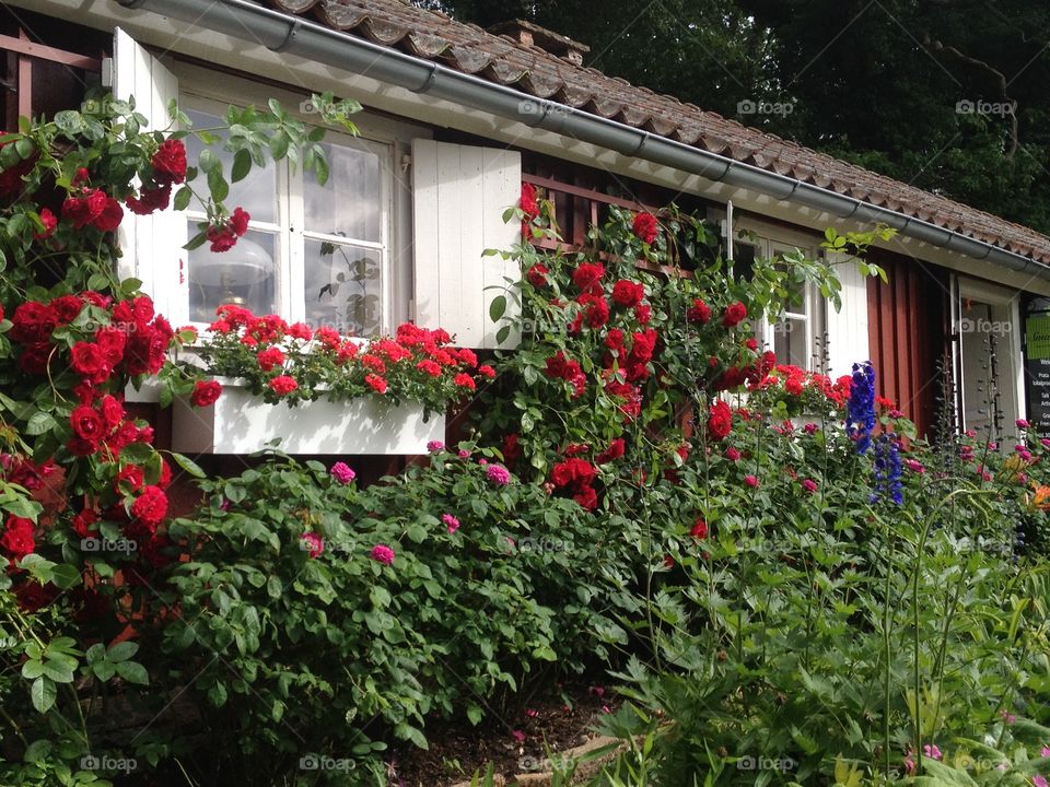 Red cottage 