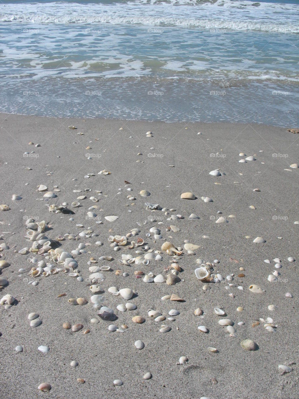 Seashells in Florida 