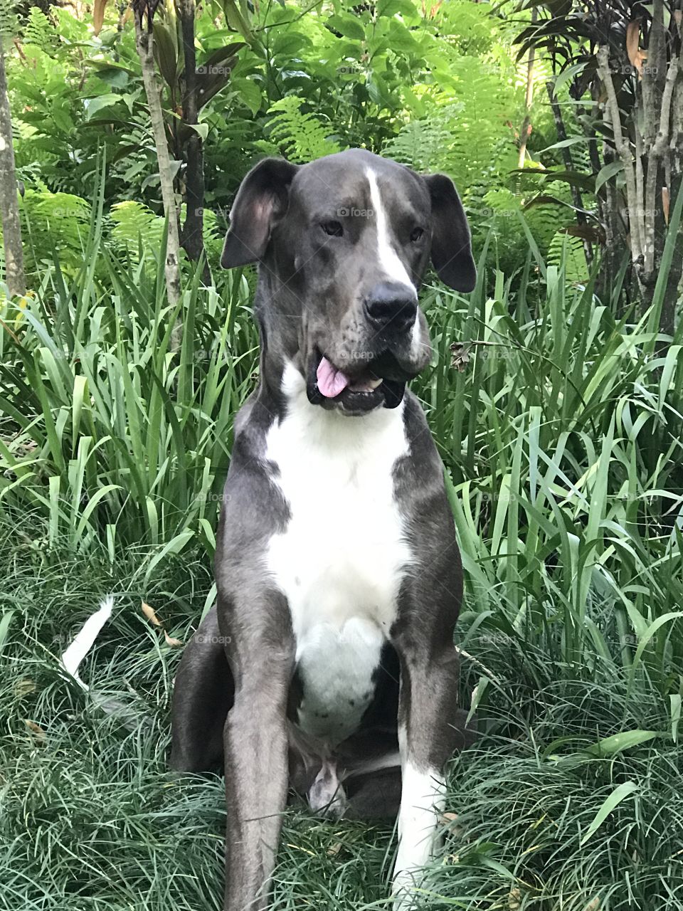 Great Dane, grey and white 