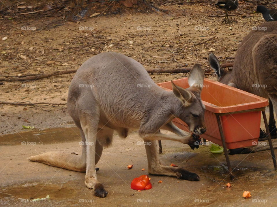 Western grey Kangaroo eating  a dinner 