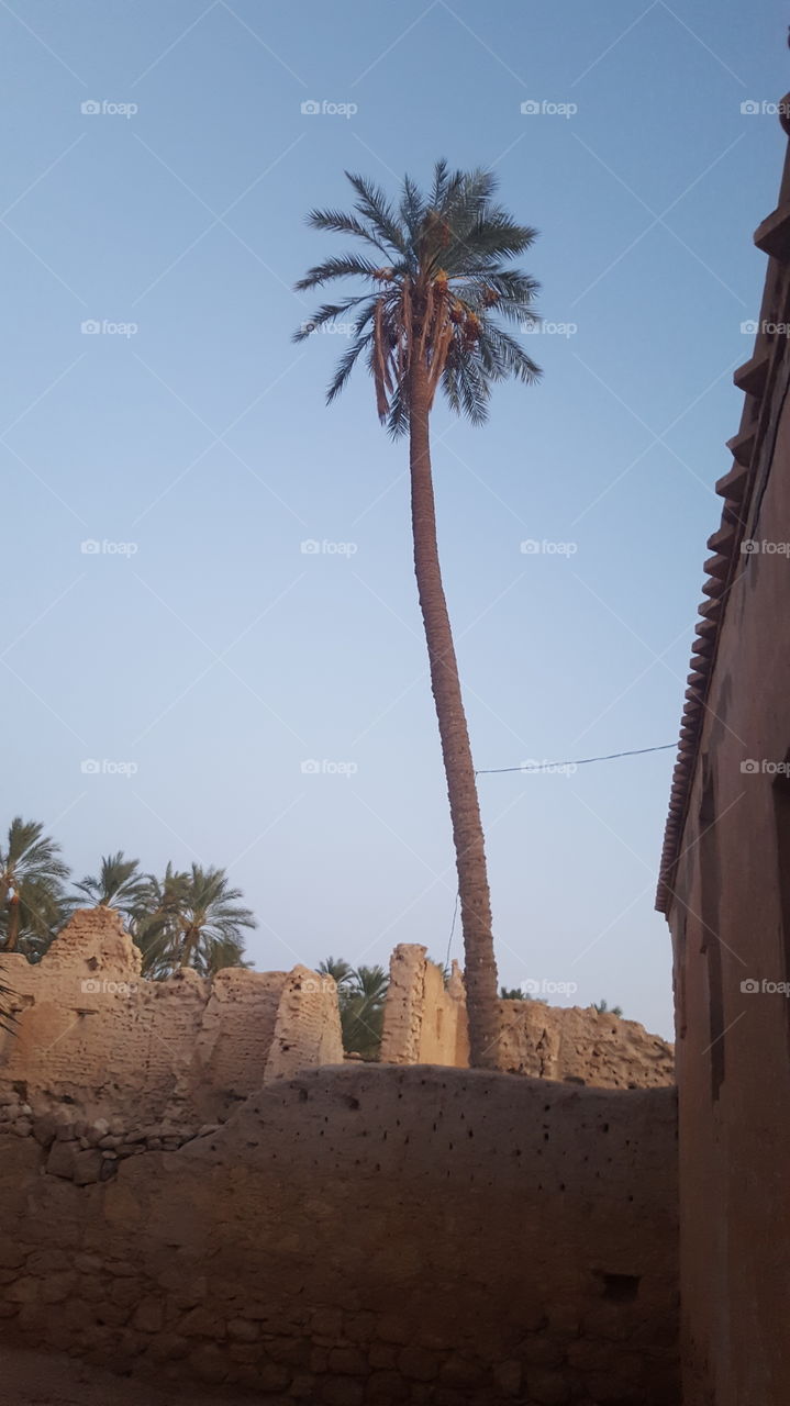 old city lichana biskra algeria longest palm