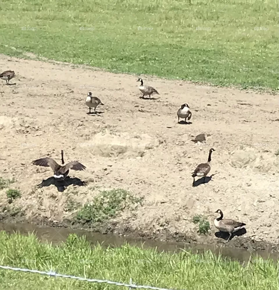 Geese