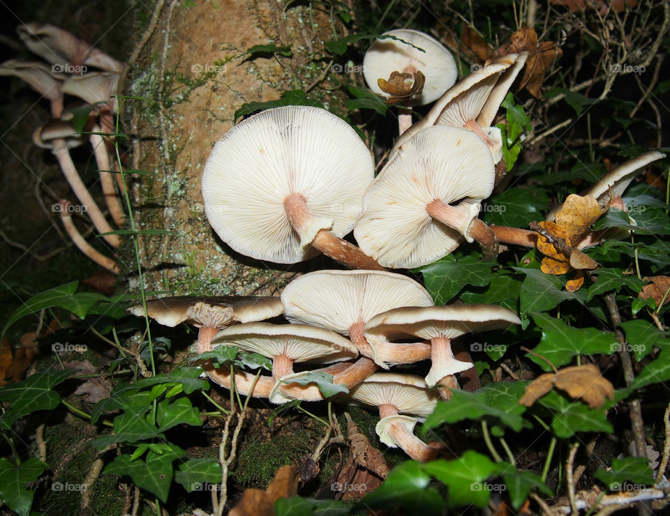 mushroom in the forest