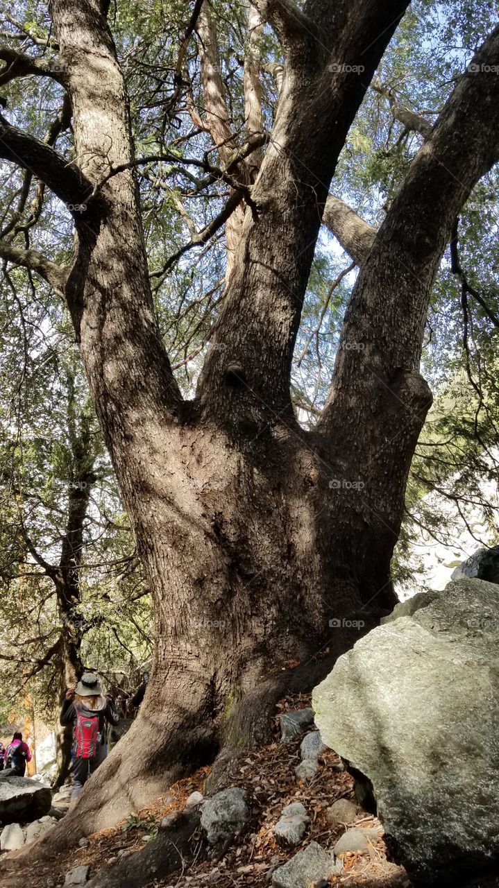 an old rare looking tree with three big branches in the woods