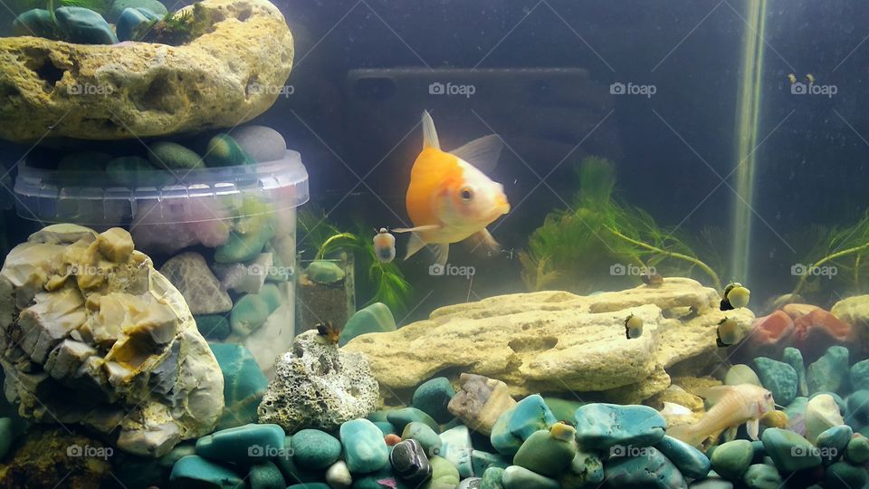 One little part of magic living world under the sea at home - aquarium