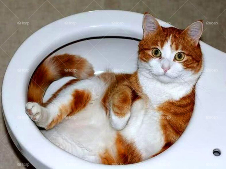 Wc cat