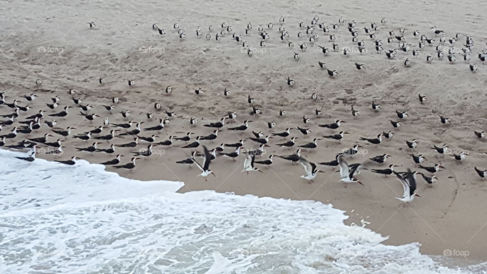 Beach seagulls