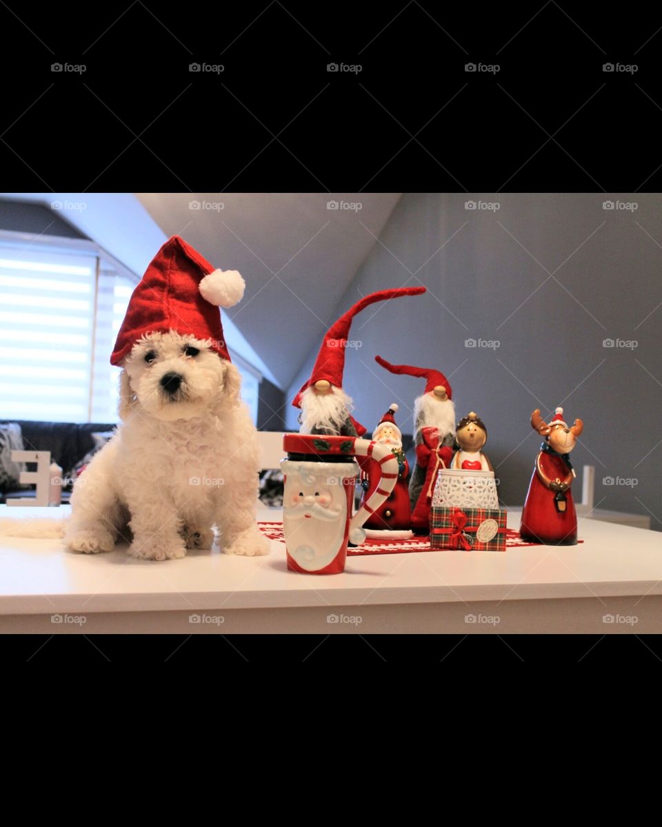 Dog, Christmas, Cute, Pet, Canine
