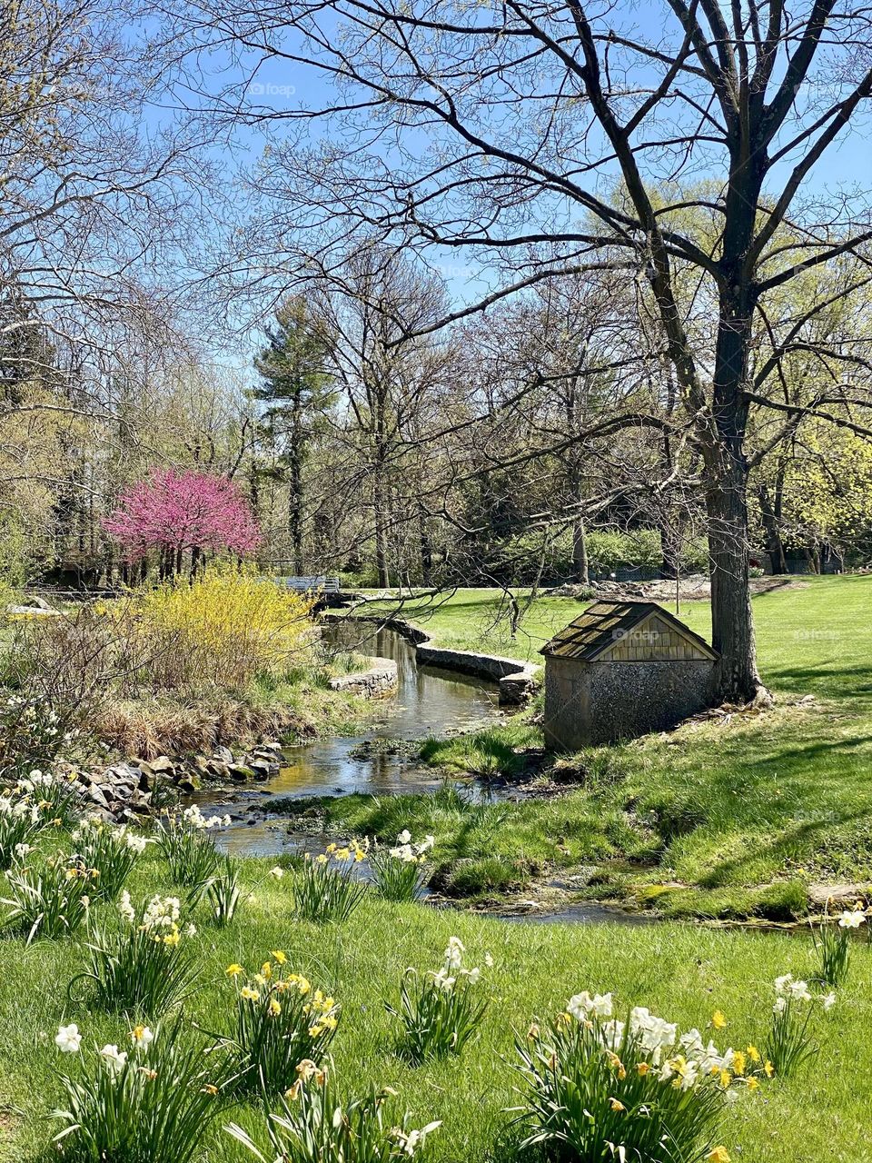 Beautiful spring flowers growing along a stream