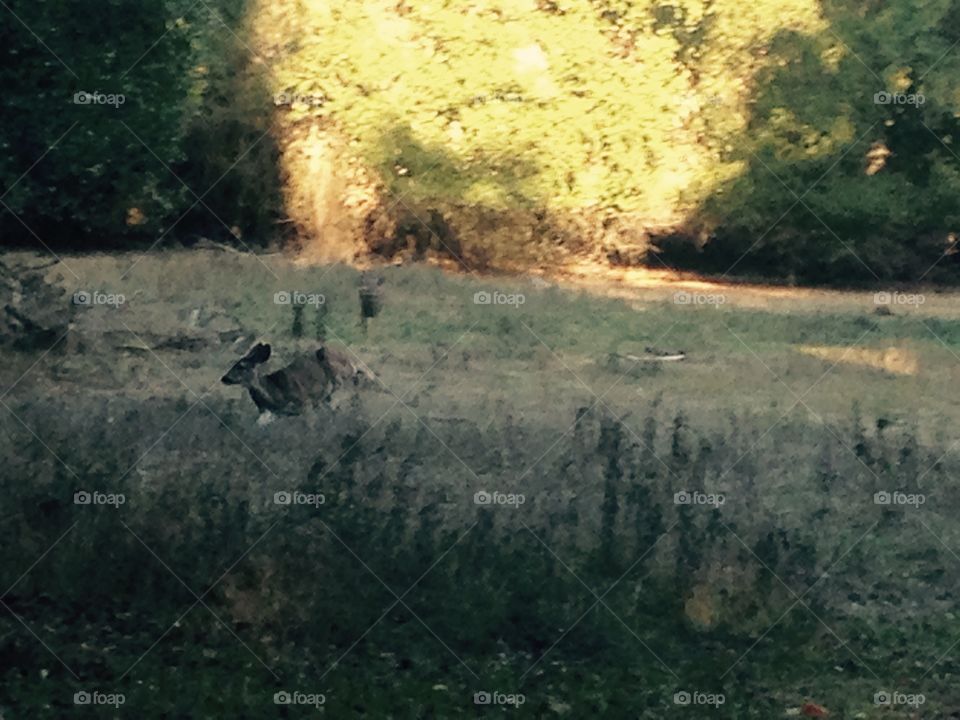 Deer running . Lodi, California is not only known for wine, but the only other nice thing in this town and it is Lodi Lake.