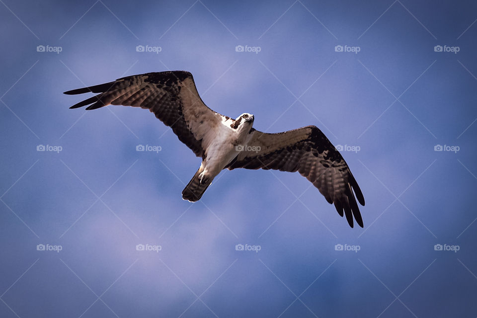 Osprey in flight