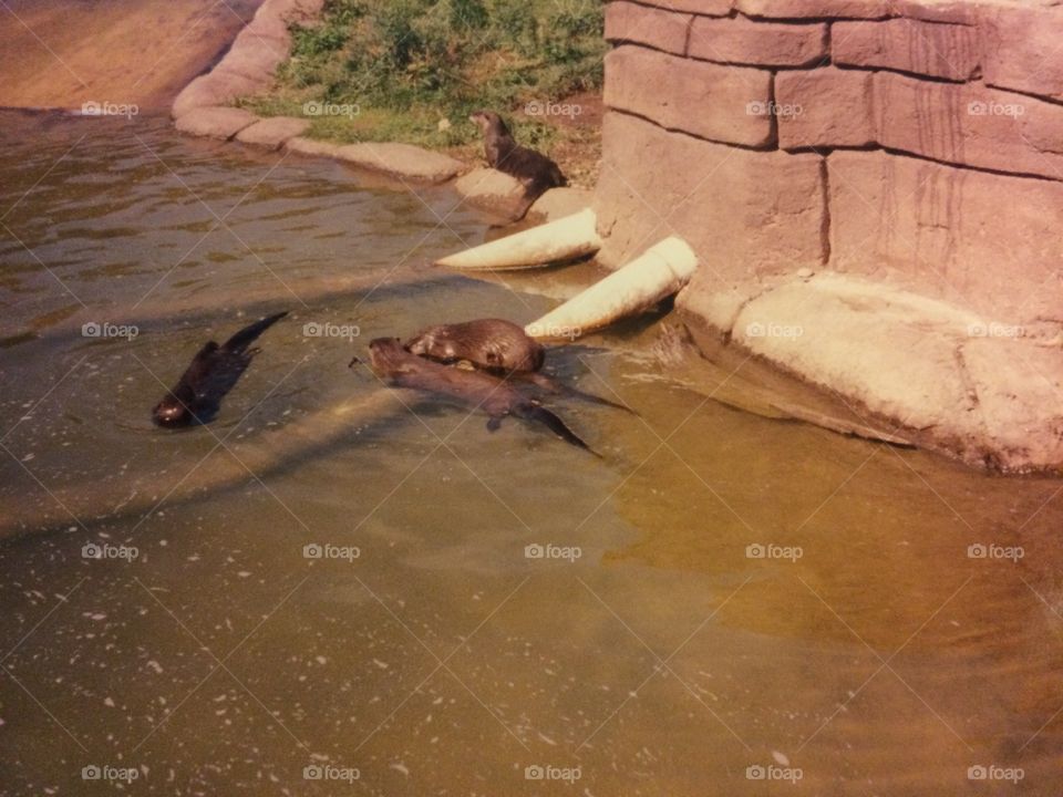 Otters