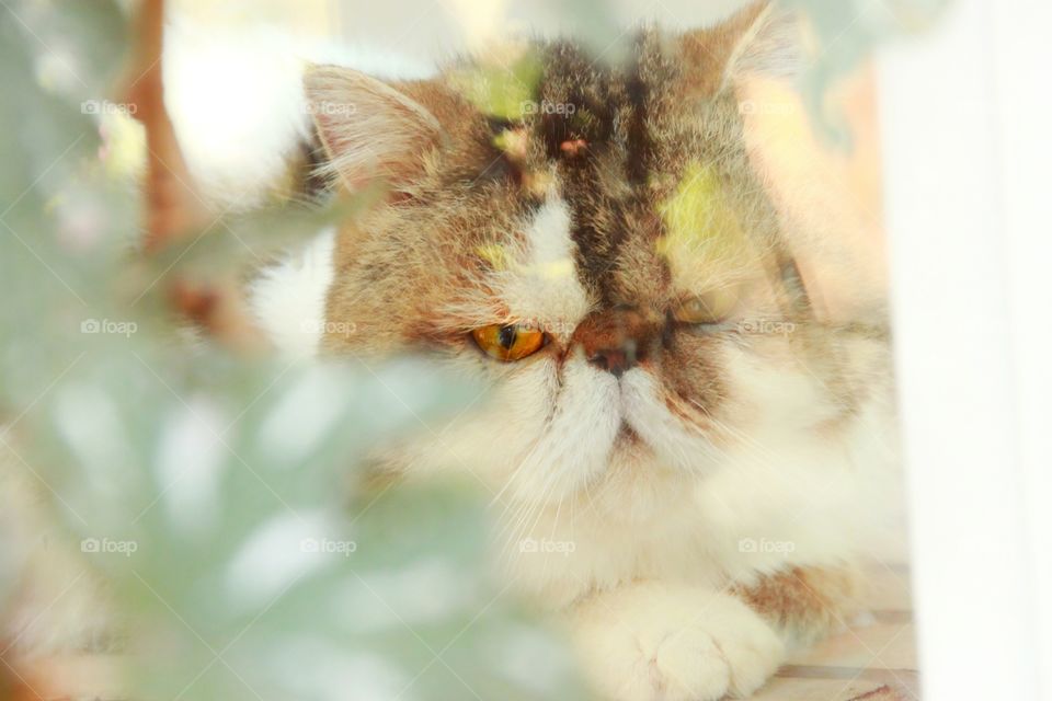 Photos of cute cats from the window looking at something from the outside.  Pet life.  Pet photos.