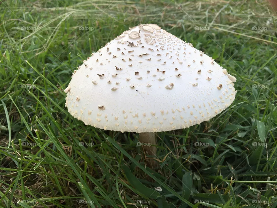 Nature