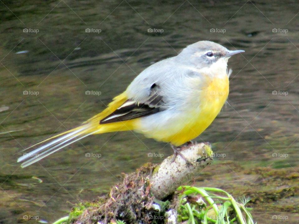 wagtail