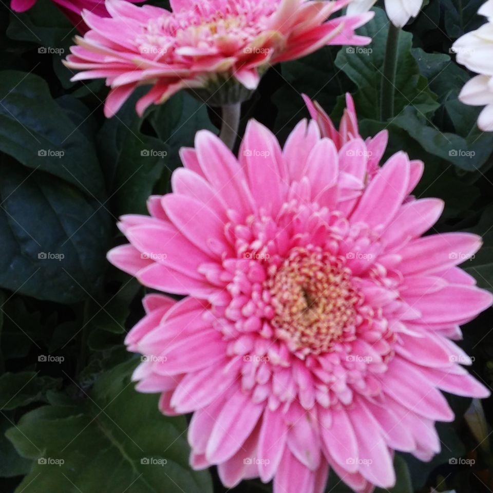 Flower Pink Color Story