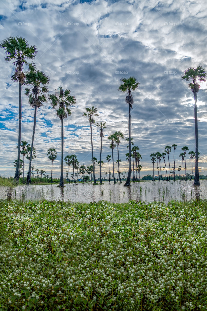 The cloudy background  above the palm trees with reflection in puddle