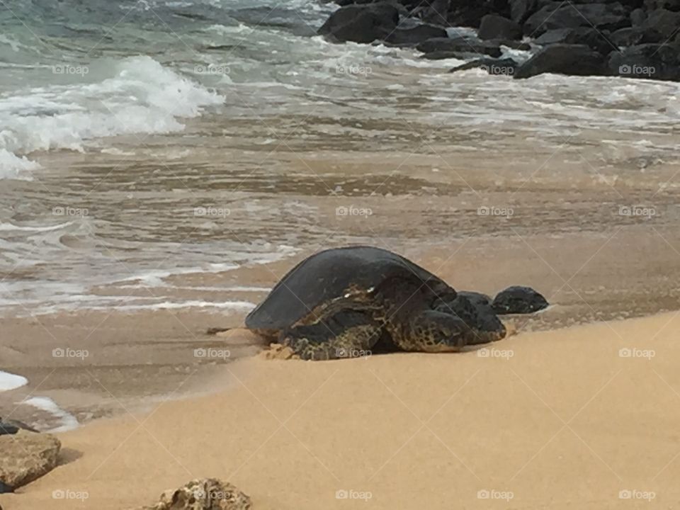 Turtle and ocean