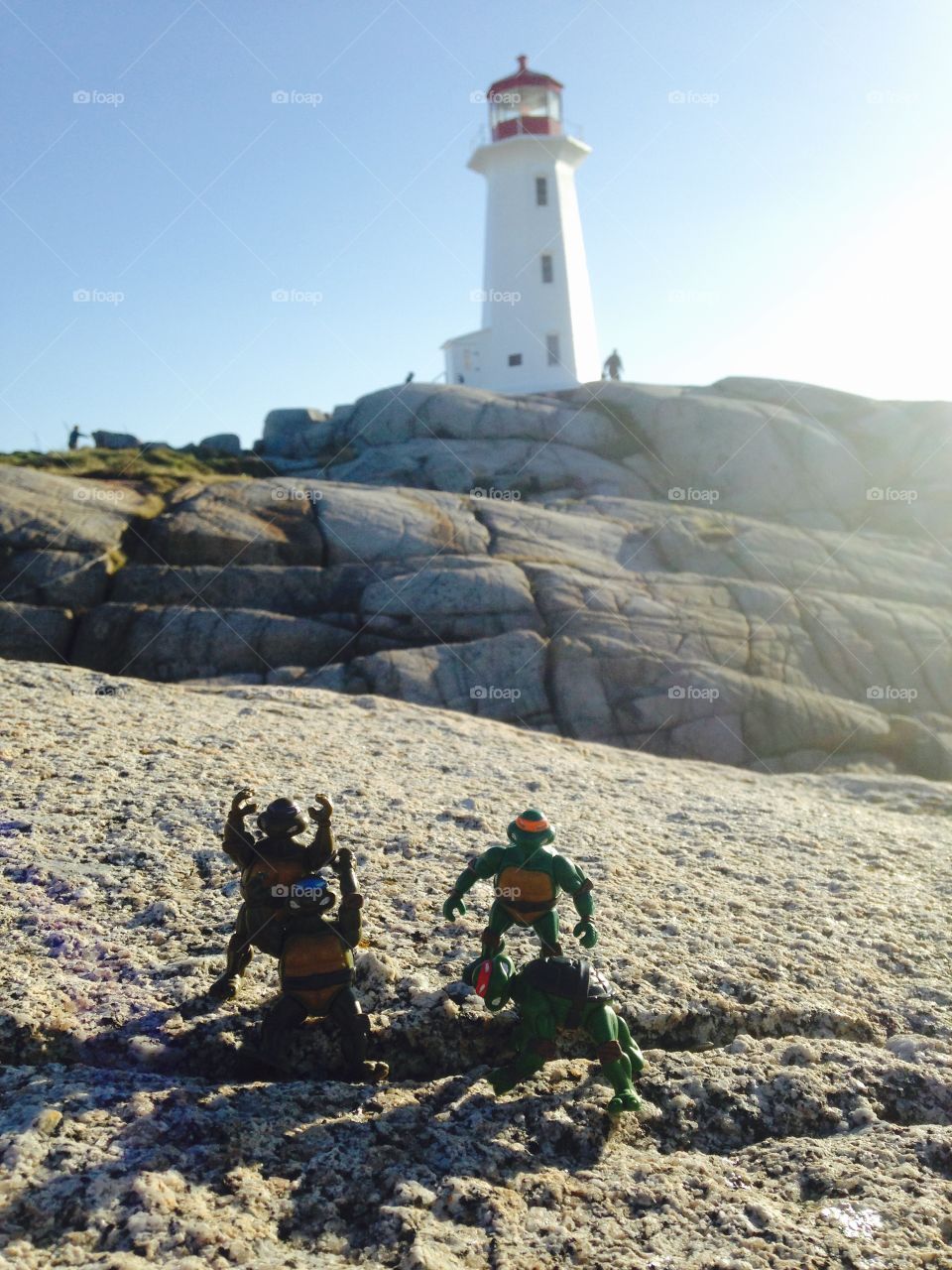 Turtles at lighthouse rock 2