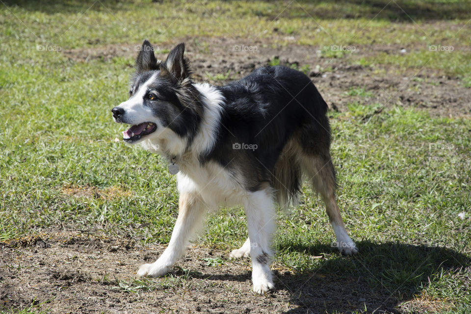 A border collie stands alert waiting to get the command from his owner to heard the sheep in the distance!