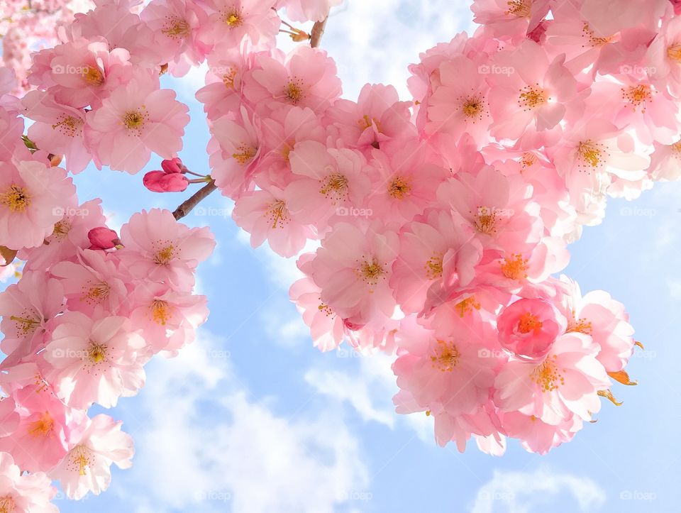 Close-up of pink cherry blossoms