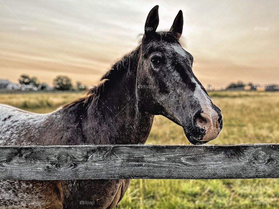 Horse in the early morning sunshine, visiting horses on a farm, Nookside stables In Pennsylvania, vacation spots off the grid, simple times with horses