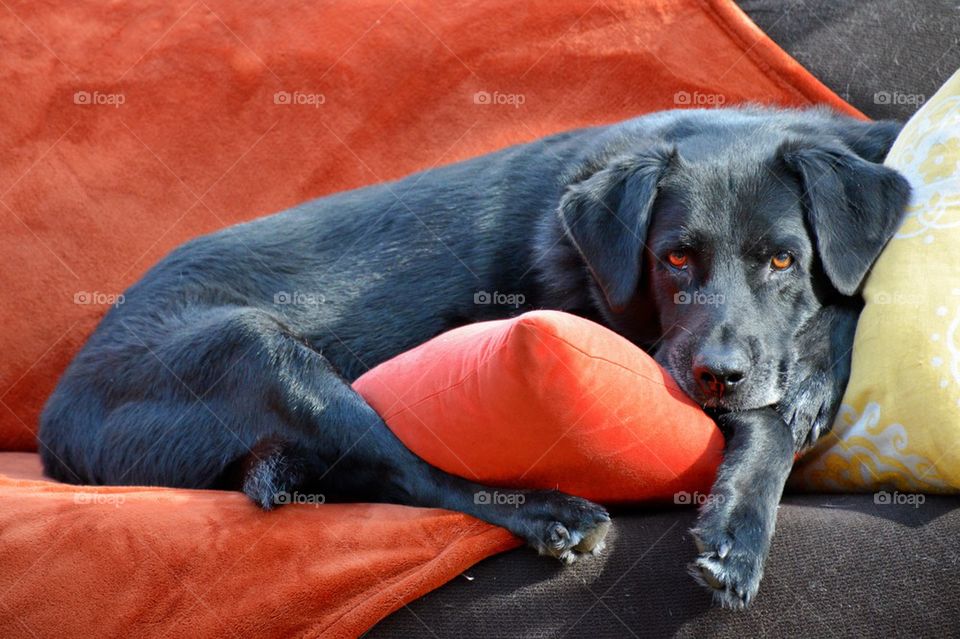 Black Lab 