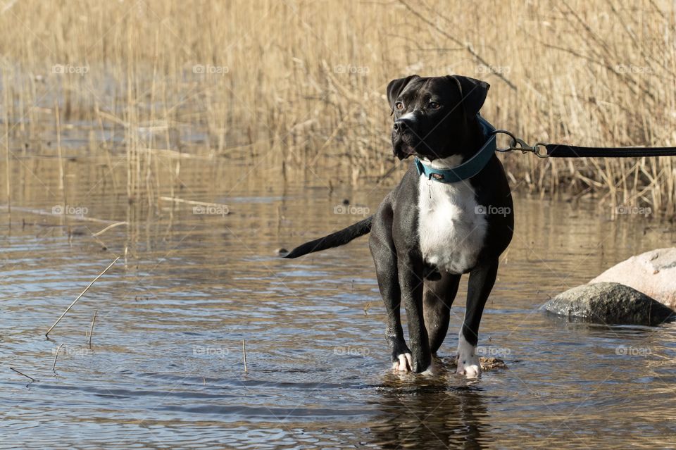 Portrait of a beautiful dog standing on a stone in the lake . Porträtt av en fin Amstaff hund som står på en sten i sjön