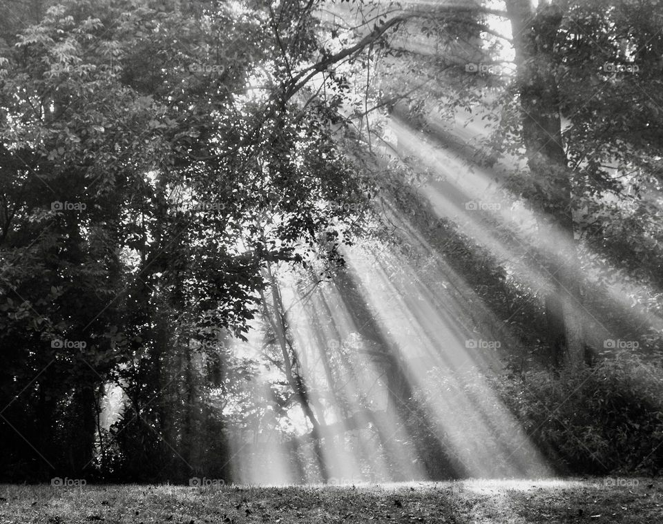 Sun rays shining through the trees 