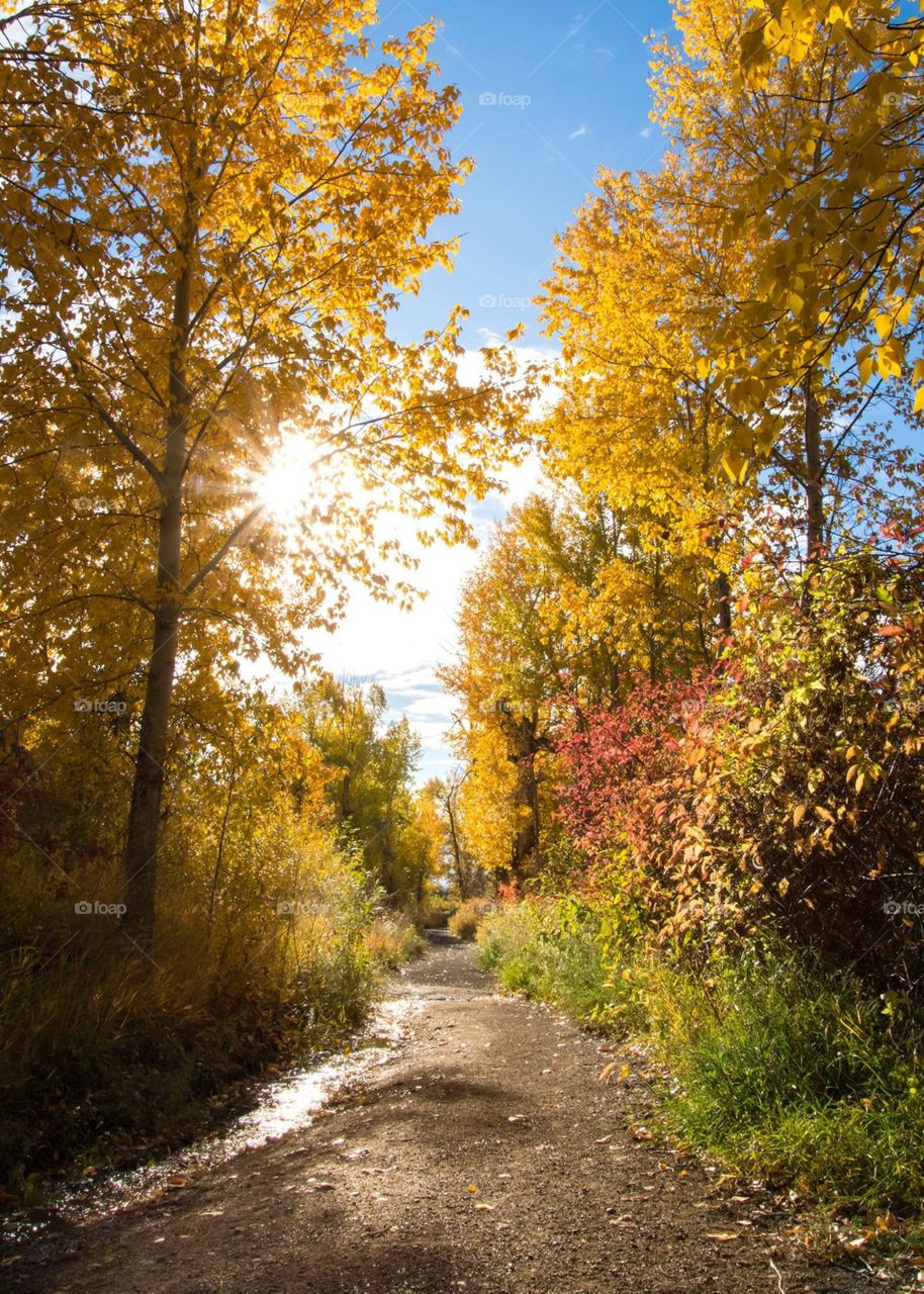 Beautiful fall colours 